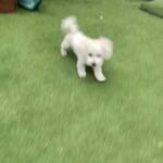 purebred Bichon Maltese