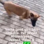 Belgian mallinois x Akita girl for sale