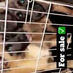BELGIAN MALLINOIS X AKITA PUPPIES FOR SALE