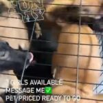 Belgian mallinois x Akita pups for sale