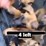 Belgian mallinois x Akita pups for sale