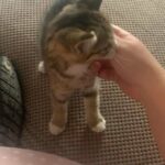 tabby male kitten ready now