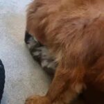 Chow Chow Puppies ?