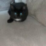 female black fluff girl gorgeous kitten