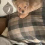 jacktzu females