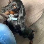 dachshund male fluffy coat
