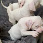 XL BULLYS