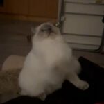 very friendly 5month old girl pure ragdoll kitten