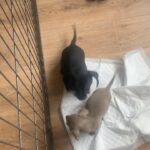 Dachshund Puppy