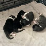 kittens