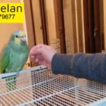 parrot for sale