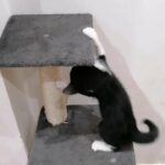 Kittens for sale