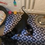 KC registered miniature dachshund girl