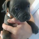 Staffordshire Bull Terrier Puppies