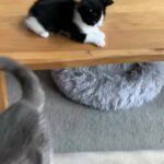 Persian/Bengal X Maine Coon Cross Kittens -BOYS