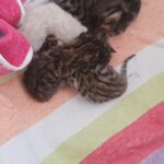 beautiful Bengal kittens