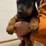 Doberman female