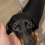 miniature dachshund
