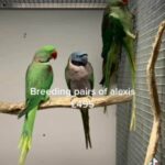 breeding pair of Alexanderines