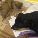 miniature pincher puppies