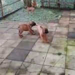 Beorboel pups for sale