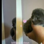 grey kittens