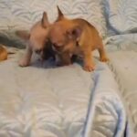 one male left DWKC reg