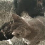 3 lovley kitten