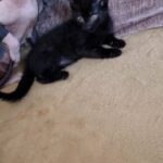 sphynx cross