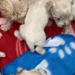 Apricot Maltipoo puppies