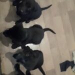 sheprador puppies