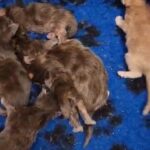 Maine Coon kitten