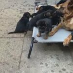 Top Line KC Reg German shepherd Puppies With Traditional Black And Tan Markings