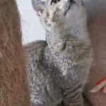 GCCF registered british shorthair females
