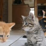 Cute tabby girl kitten for sale 8 weeks  Shrewsbury shropshire