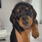 Beautiful Miniature Dachshund