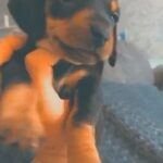 Beautiful miniature dachshund boy