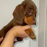 Miniature Dachshund chocolate and tan