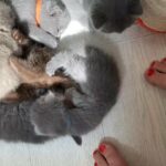 Chubby Scottish kittens