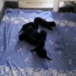 Beautiful black labrador puppies