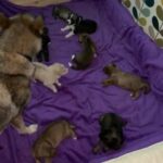 Gerberian shepsky puppies. 3 weeks old.