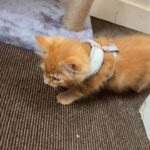 male kitten 9 weeks