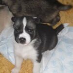 Gerberian shepsky puppies 3 weeks old