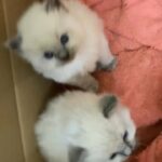 Blue Point Ragdoll Kittens