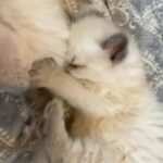 BLUE POINT KITTENS RAGDOLL