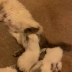 ragdoll kittens