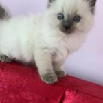 ragdoll kittens