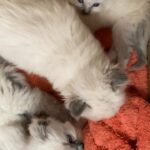 Adorable RAGDOLL kittens