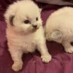 PURE BREED BLUE POINT RAGDOLL kittens