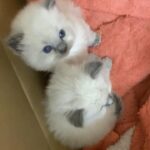 PURE ragdoll kittens